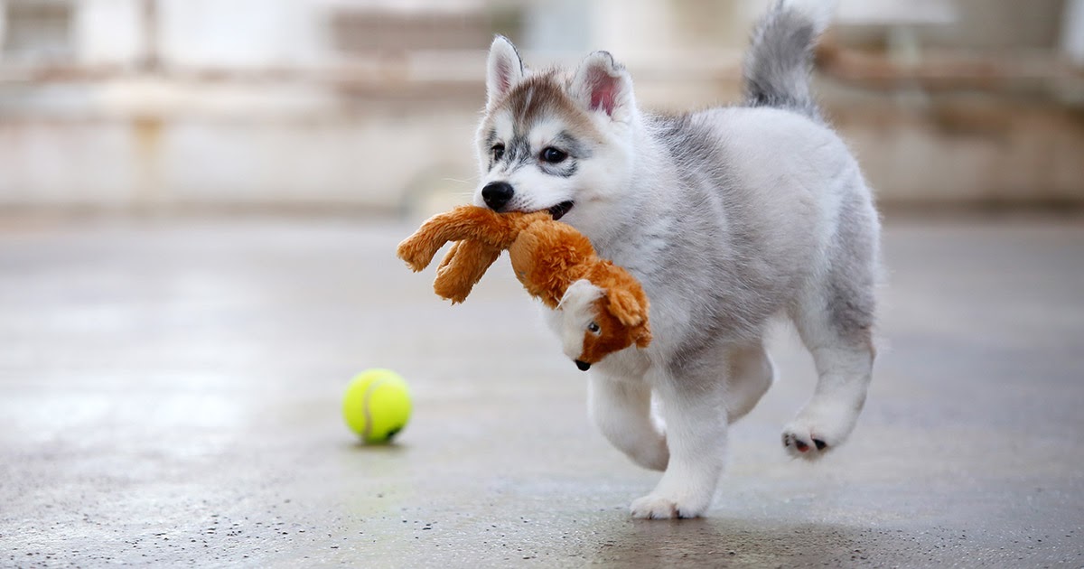 Why is My Puppy Biting and Growling?